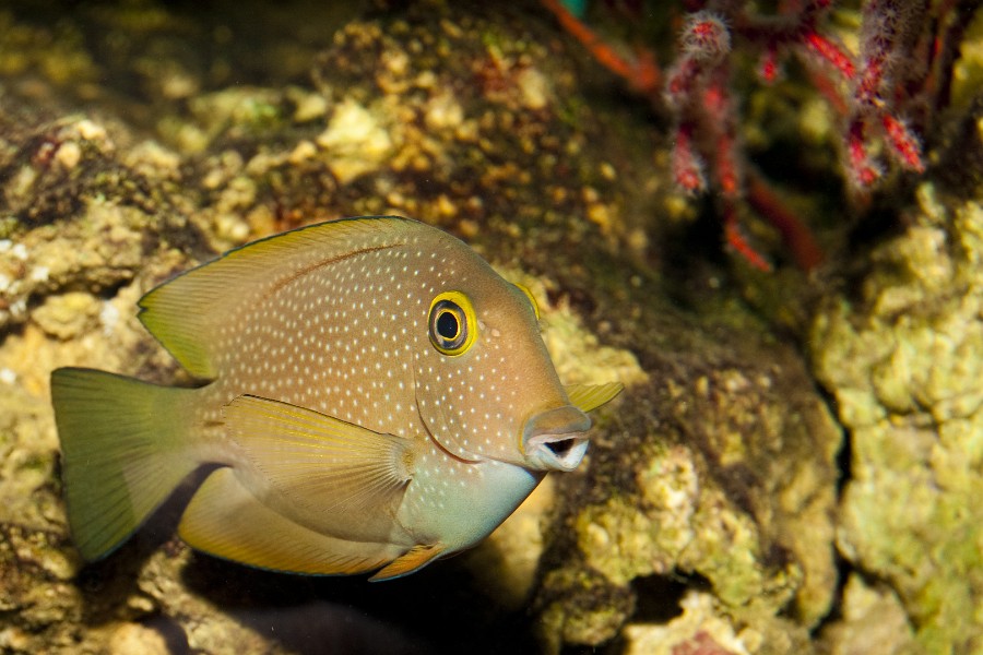 Surgeonfish or Tang in Saltwater Aquarium